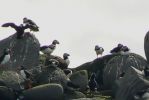 PICTURES/Puffin Express - Boat Tour Around Puffin Island/t_Puffins (41).JPG